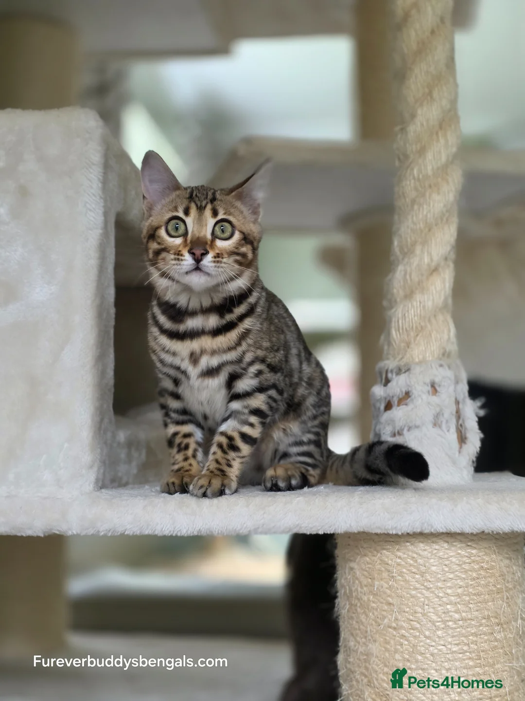 Bengal cats for sale: Gorgeous Rosetted Bengal Kittens  - Advert 2
