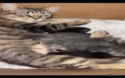 Domestic Shorthair cats for sale: Tabby kittens - Image 2