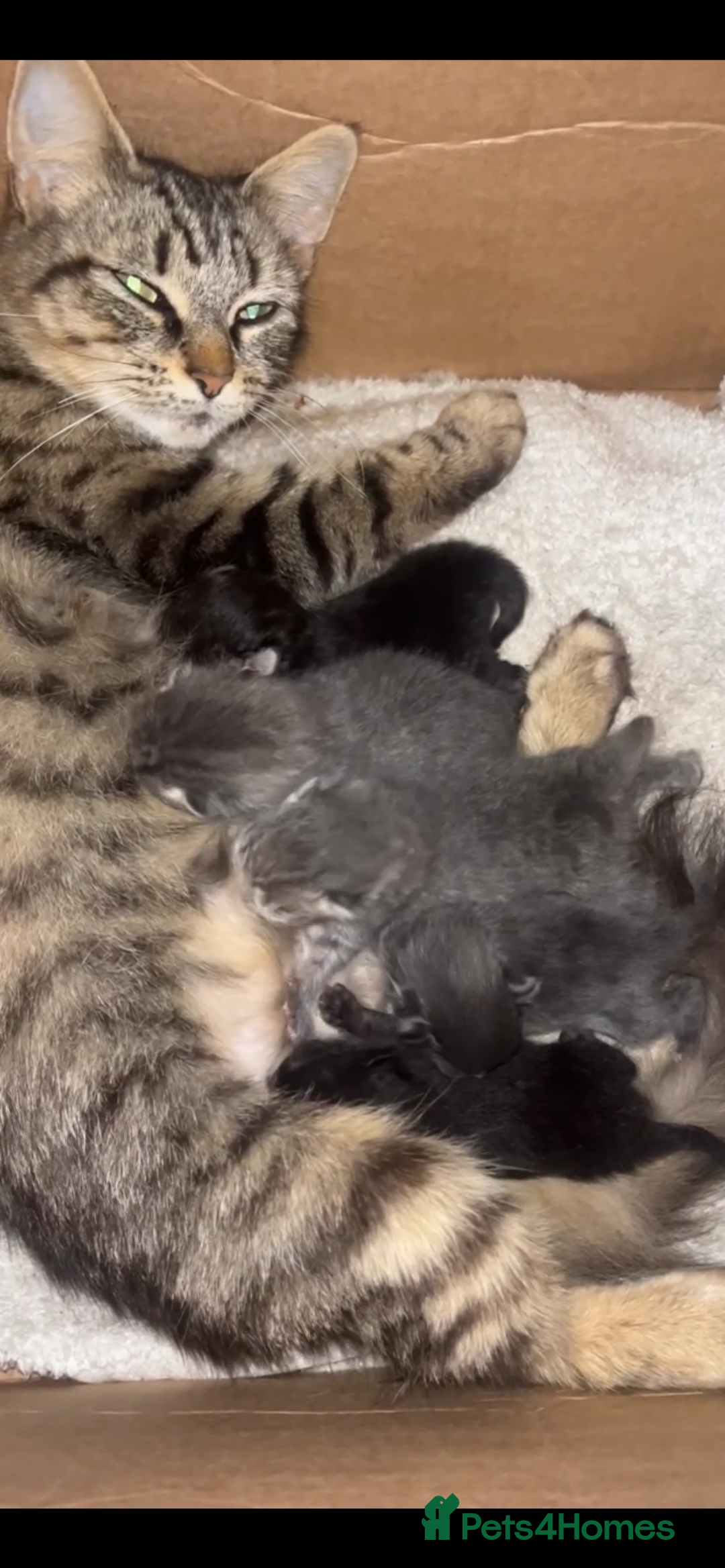 Domestic Shorthair cats for sale: Tabby kittens - Image 2