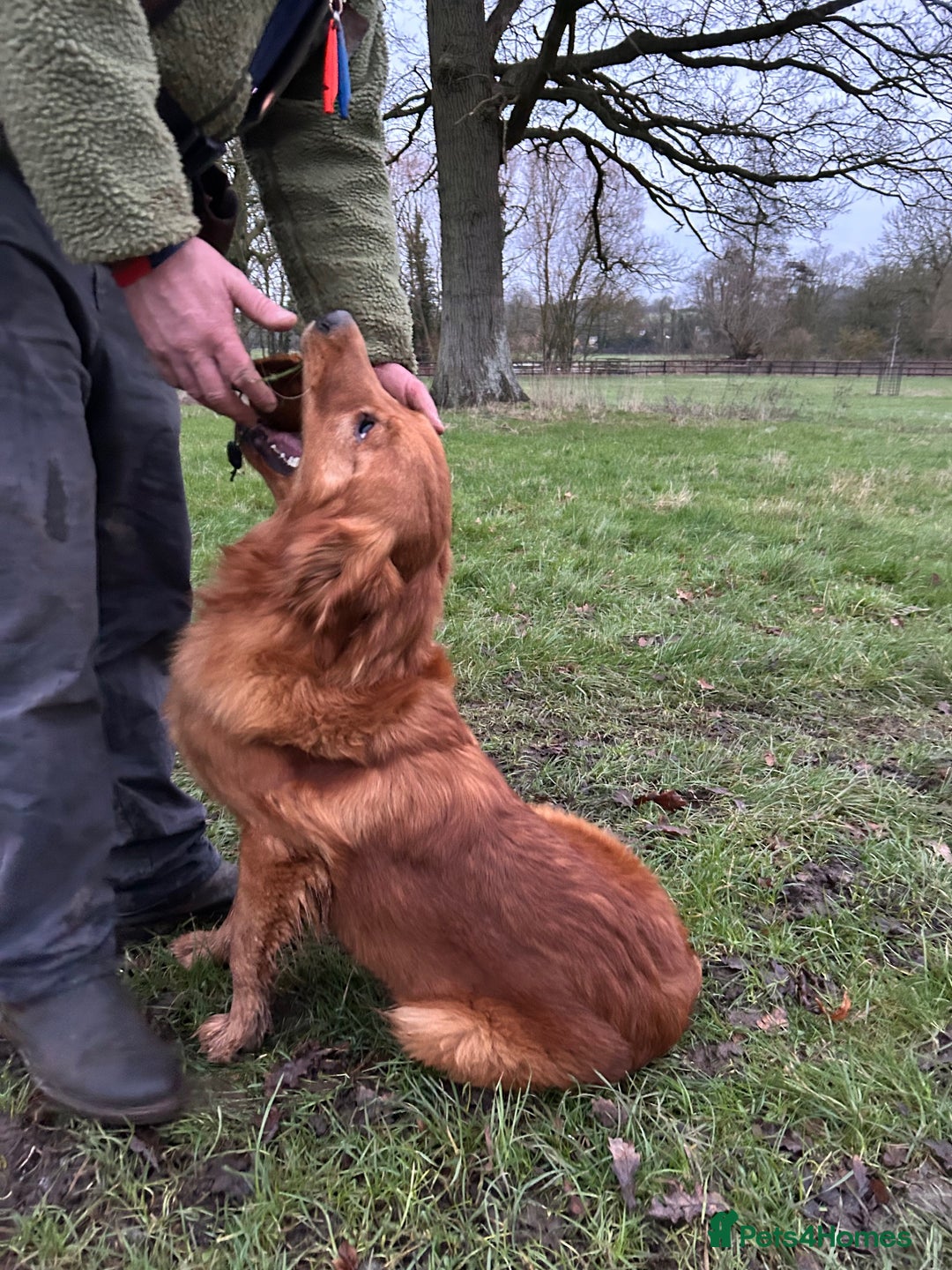 Golden Retriever dogs for stud: 0/0 Hips DNA Clear Handsome KC Reg Stud Dog in Newmarket - Advert 6