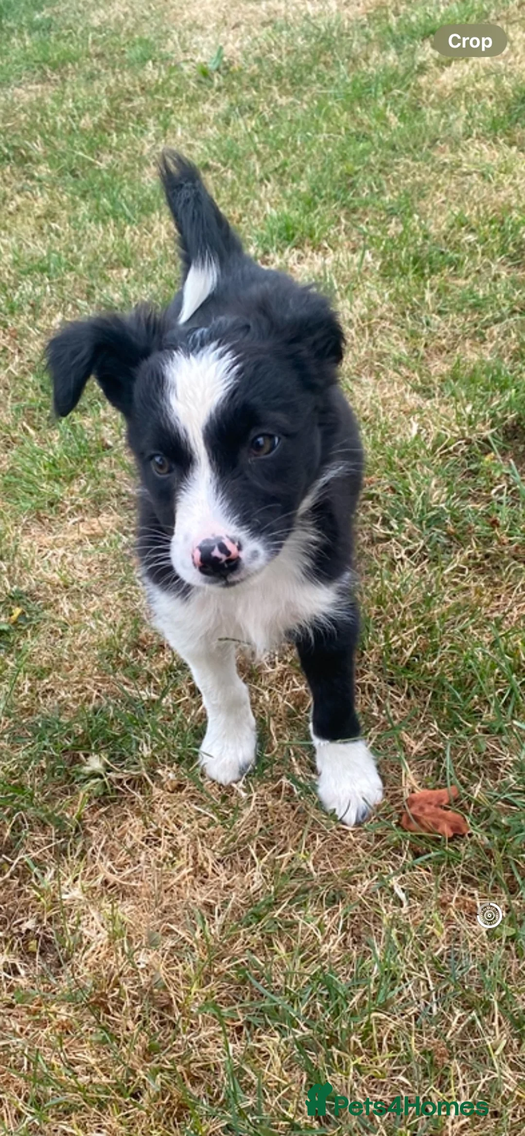 Border Collie dogs for sale: 1 little girl looking for a forever home  - Advert 5
