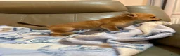 Chihuahua dogs for sale: Chihuahua puppies for sale  in Carlisle - Advert 8