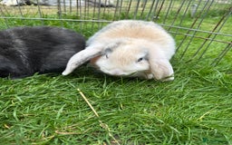 English Lop rabbits for sale: Beautiful lops - Image 6