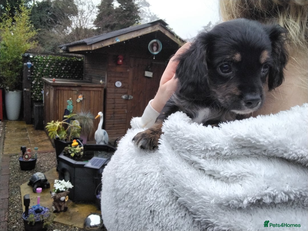 Mixed Breed dogs for sale: COCKAPOO/MORKIE - Advert 5