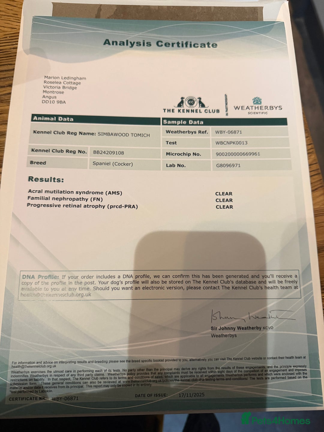 Cocker Spaniel dogs for sale: Show cocker spaniel pups - Advert 17