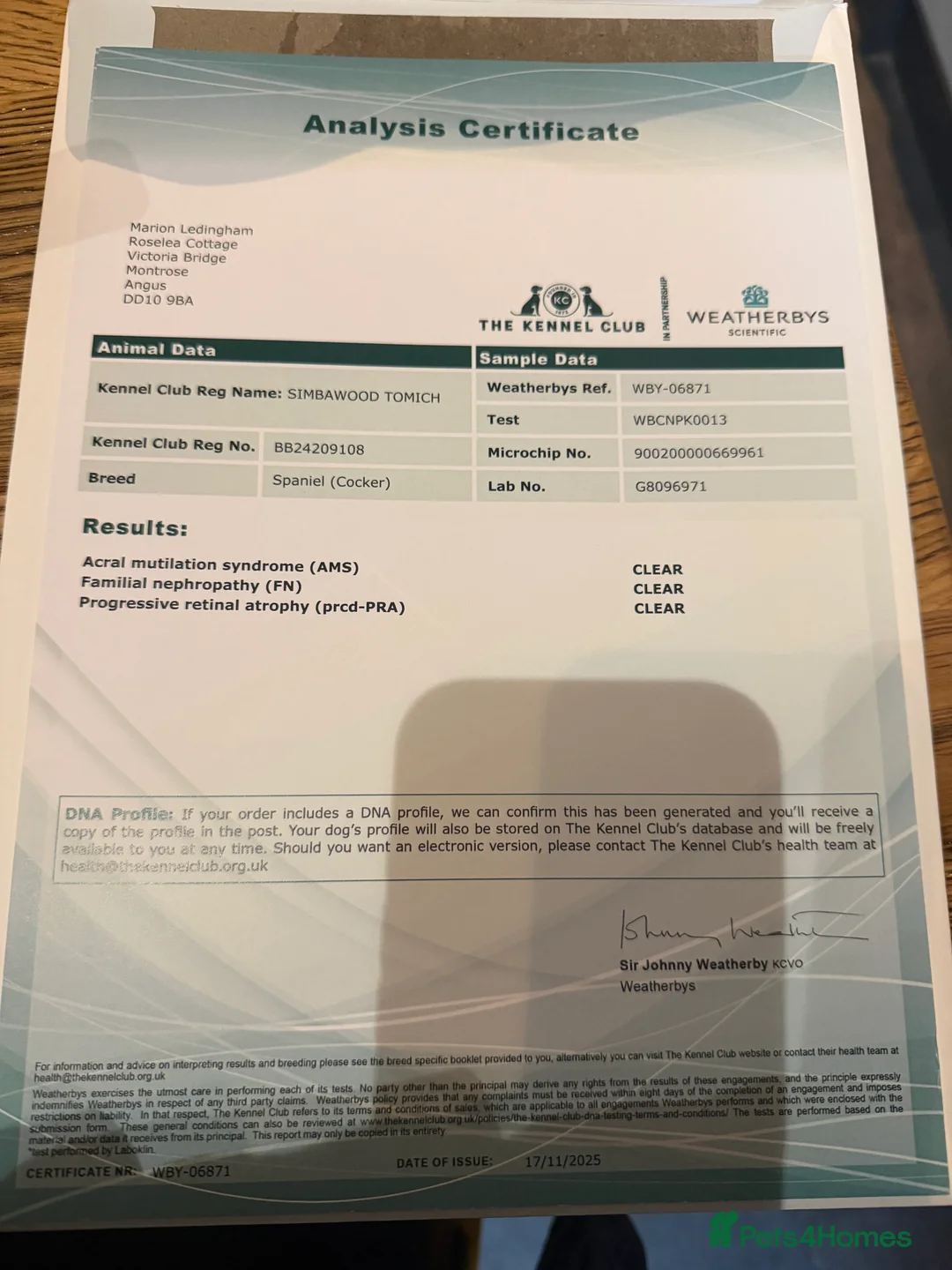 Cocker Spaniel dogs for sale: Show cocker spaniel pups - Advert 20