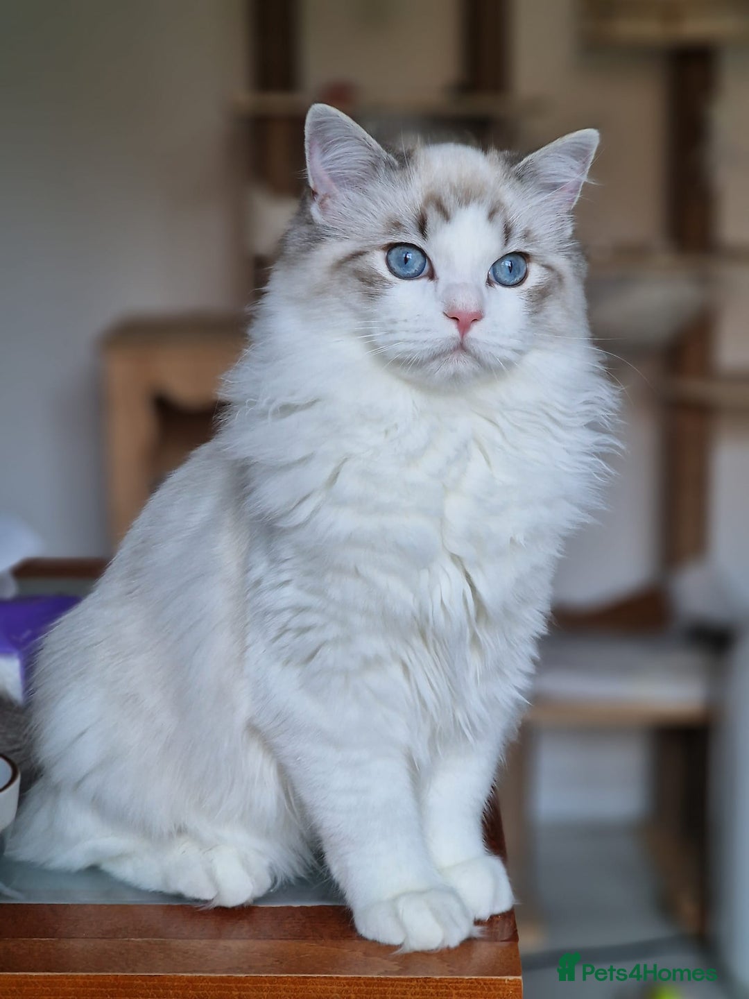 Ragdoll cats for sale: Gccf tica register kittens - Advert 20