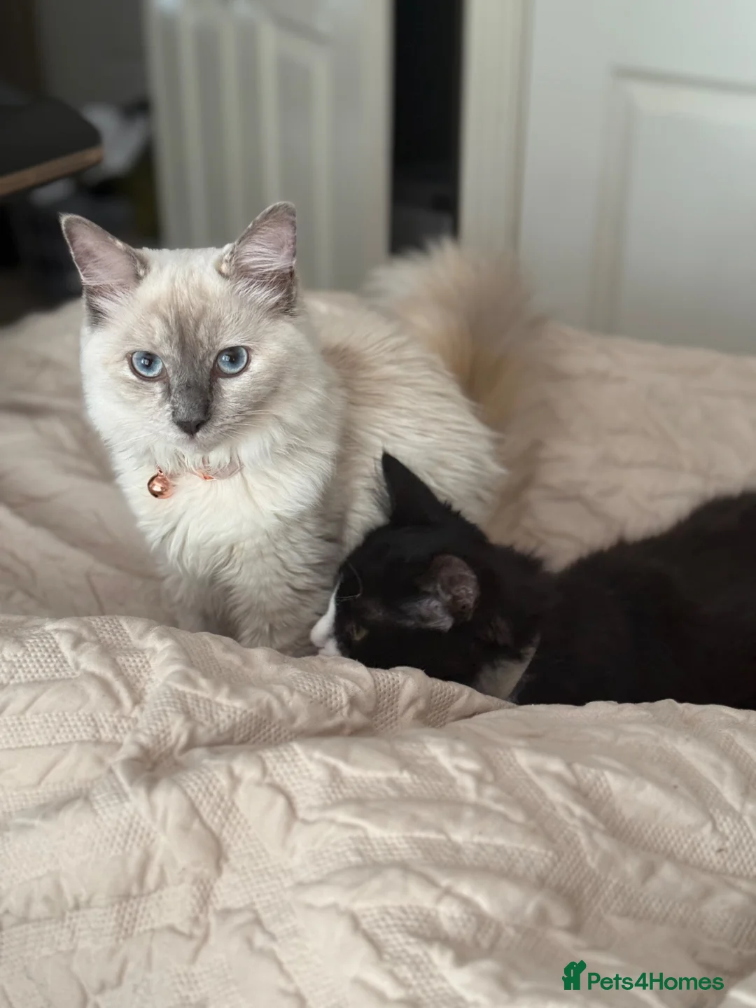 Ragdoll cats for sale: Half Ragdoll kittens for sale in Willenhall - Advert 5