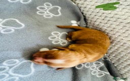 Cocker Spaniel dogs for sale: Red Cocker Spaniel Puppies - Image 30