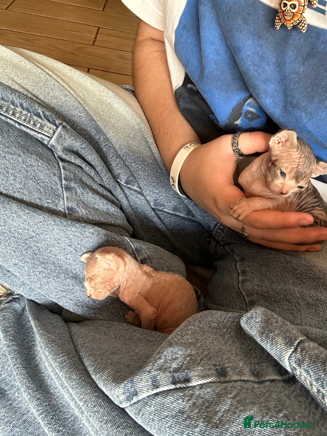 Sphynx cats for sale: Boy and girl syphnx  - Image 14