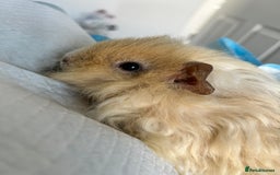 Guinea Pig rodents for sale: Two girl guinea pigs and set up  - Image 4