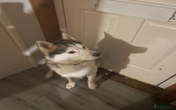 Siberian Husky dogs for sale: Dwarf Siberian husky male  - Advert 10