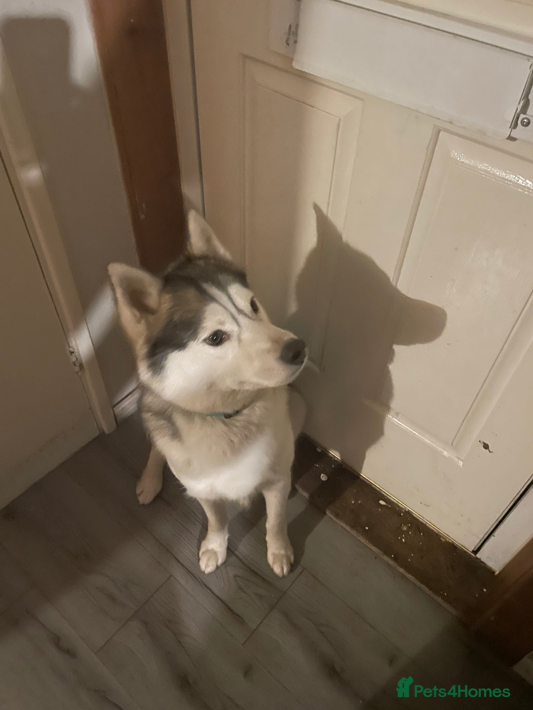 Siberian Husky dogs for sale: Dwarf Siberian husky male  - Advert 10