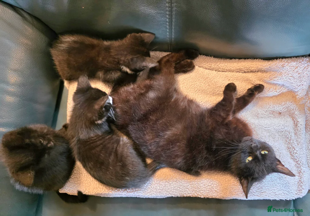 Mixed Breed cats for sale: Friendly Kittens Looking for Forever Home in Tregaron - Advert 2