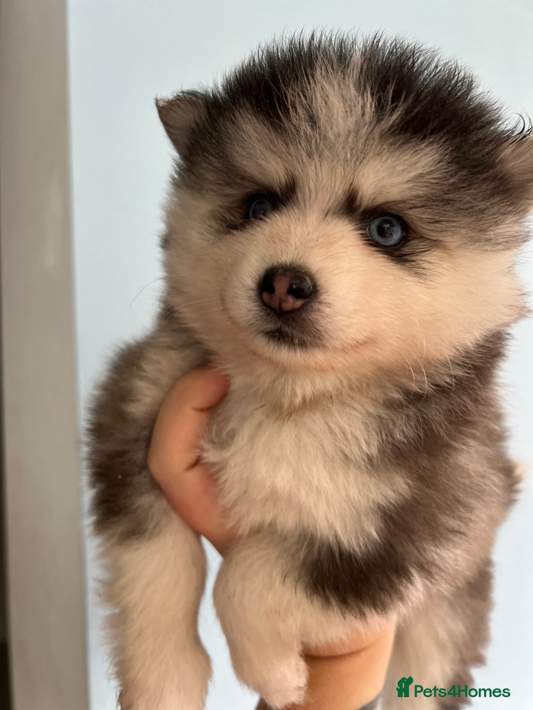 Pomsky dogs for sale: F4 Toy Pomsky Puppies - Advert 3