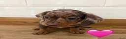 Miniature Dachshund dogs for sale: Beautiful Dapples 5 Star Licensed 5 Star reviews  - Advert 17
