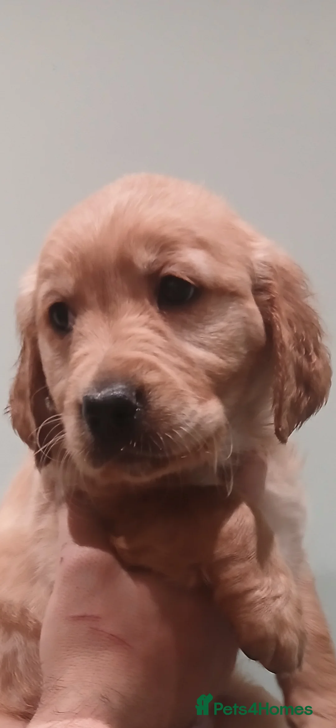 Golden Retriever dogs for sale: Chunky KC registered golden retrievers  - Advert 30