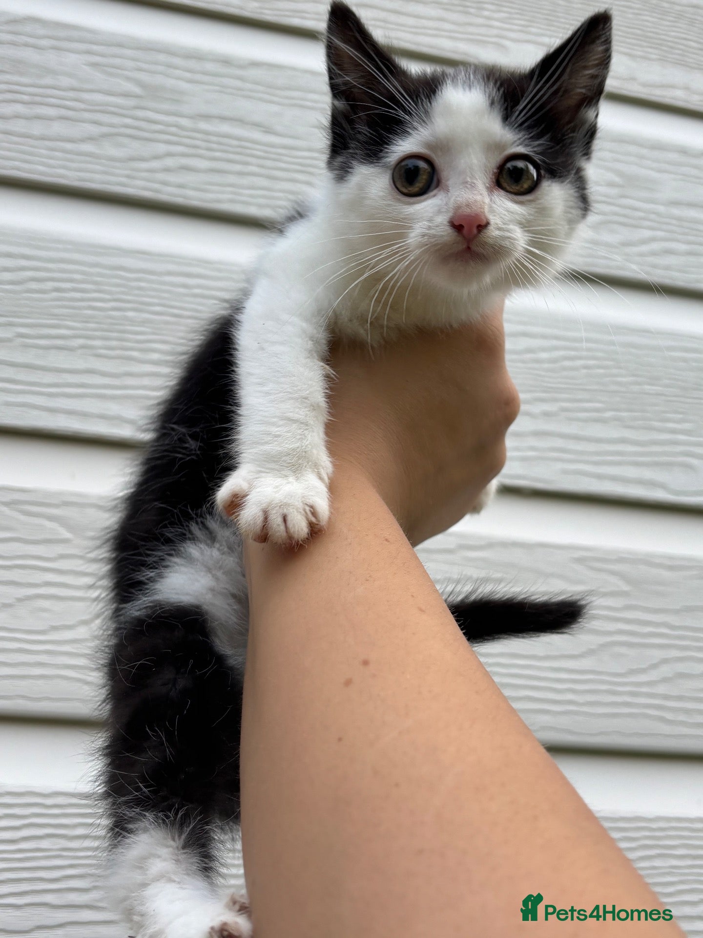 Mixed Breed cats for sale: Beautiful boy kitten  - Advert 15