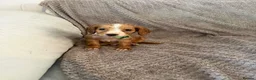 Cocker Spaniel dogs for sale: Working cocker spaniels  - Advert 14