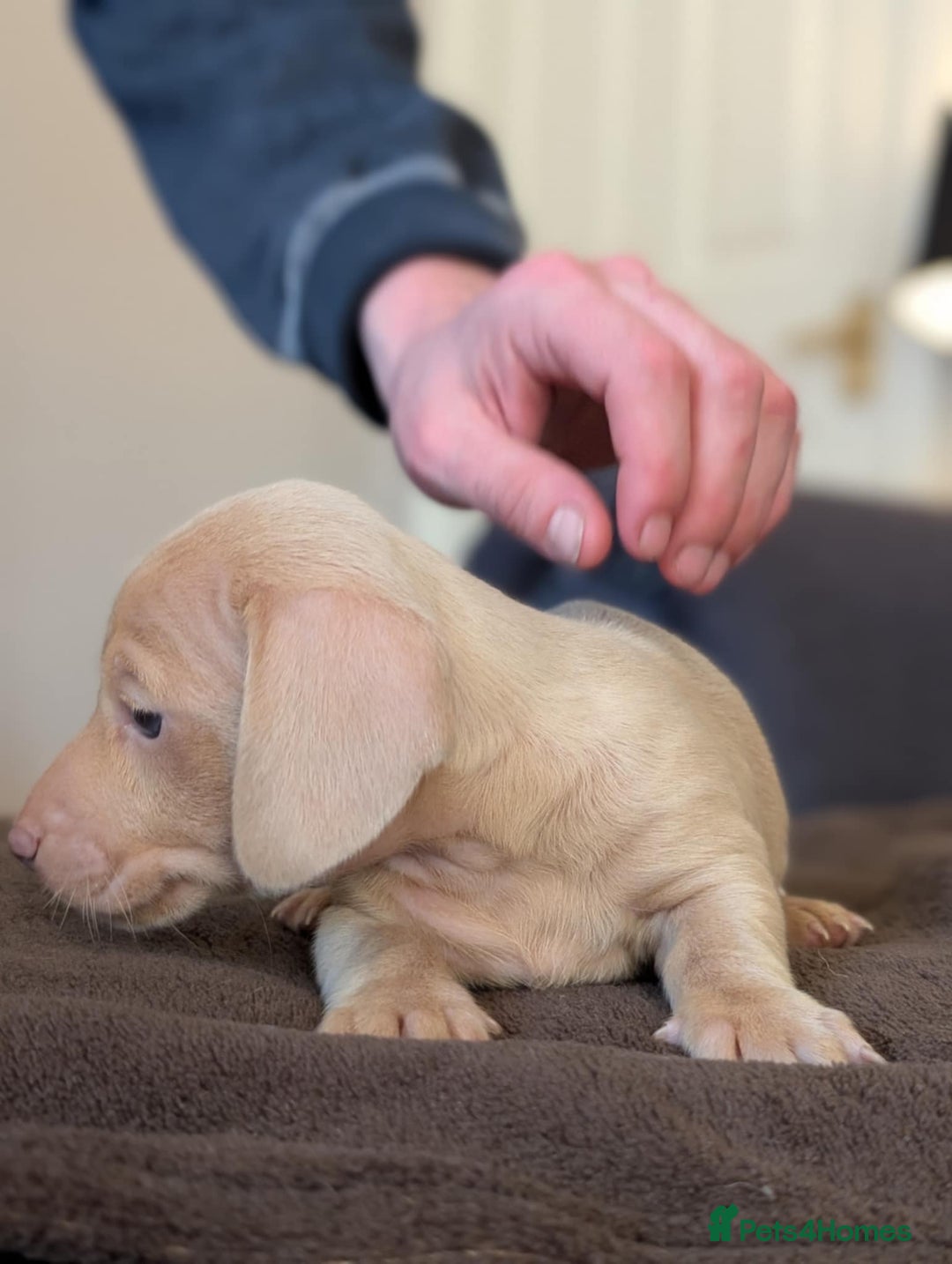 Miniature Dachshund dogs for sale: 4 beautiful boys PRA clear - Image 3