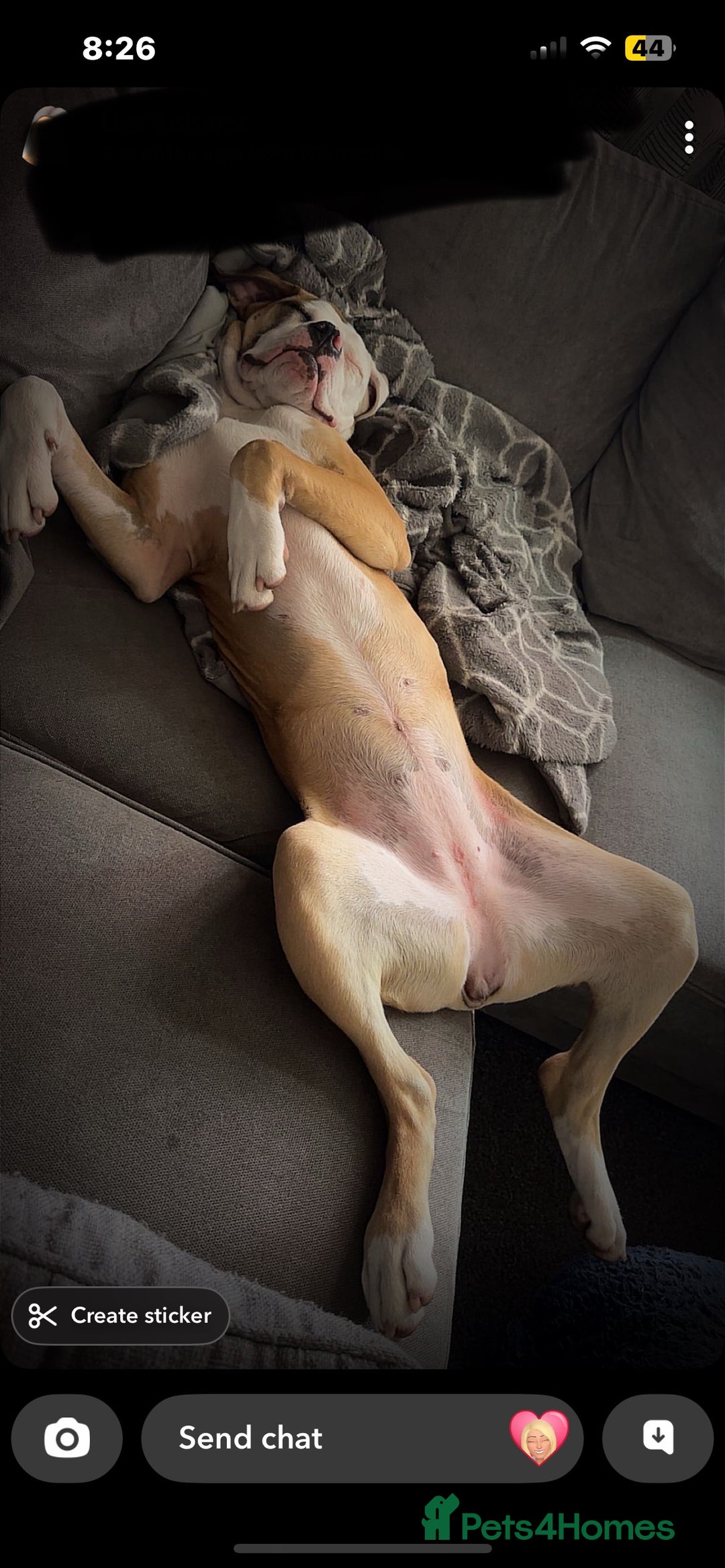 American Bulldog dogs for sale: Beautiful American Bulldog  - Image 3