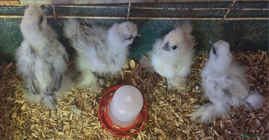 Chickens poultry - Advert 5