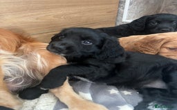 Cocker Spaniel dogs for sale: Beautiful Cocker puppies - Image 14