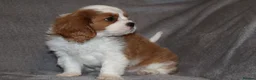 Cavalier King Charles Spaniel dogs for sale: Heart and health tested, KC registered. - Advert 22