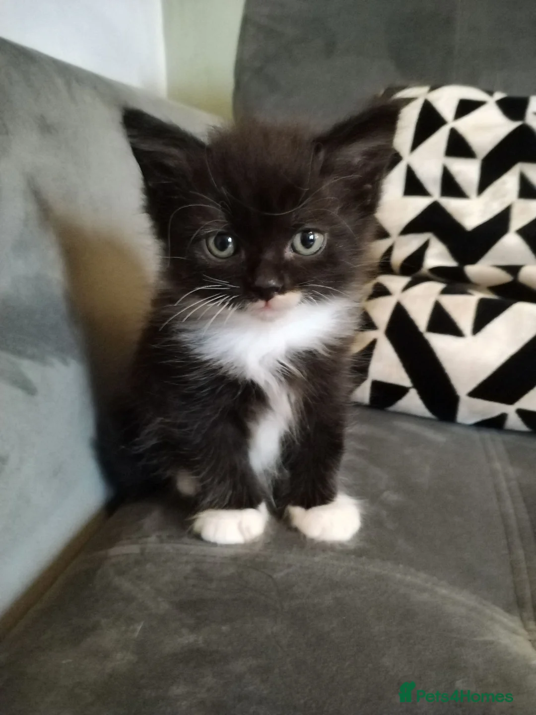 Mixed Breed cats for sale: 4 beautiful kittens ready for their forever home - Advert 2