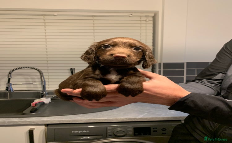 Cocker Spaniel dogs - Advert 4