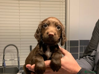 Cocker Spaniel dogs - Advert 8