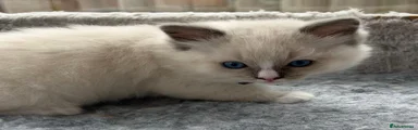 Ragdoll 2