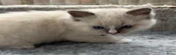 Ragdoll cats for sale: Ragdoll kittens - Ready to leave - Advert 10