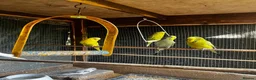 Budgerigars birds for sale: Mixed coloured young and old budgies  in Wolverhampton - Advert 3