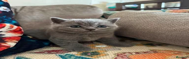 British Shorthair 1