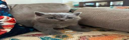 British Shorthair cats for sale: British Shorthair Kittens  - Advert 4