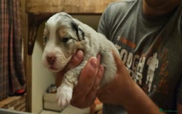 Australian Shepherd dogs for sale: Australian Shepherd Litter  - Image 5