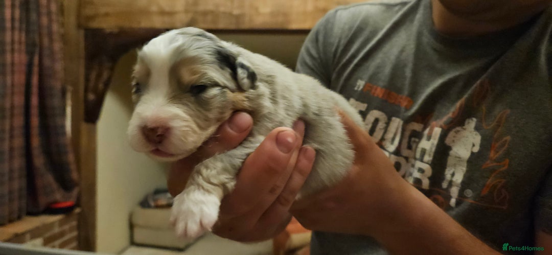 Australian Shepherd dogs for sale: Australian Shepherd Litter  - Image 5