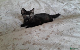 British Shorthair cats for sale: Cute playful smart kittens ready for new homes - Image 9