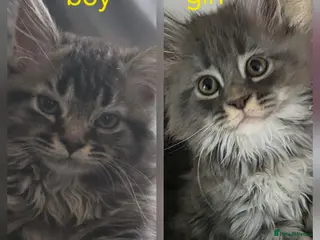 Maine Coon cats Pure Maine coon kittens ready now 2 left 1b 1 g - Advert 15