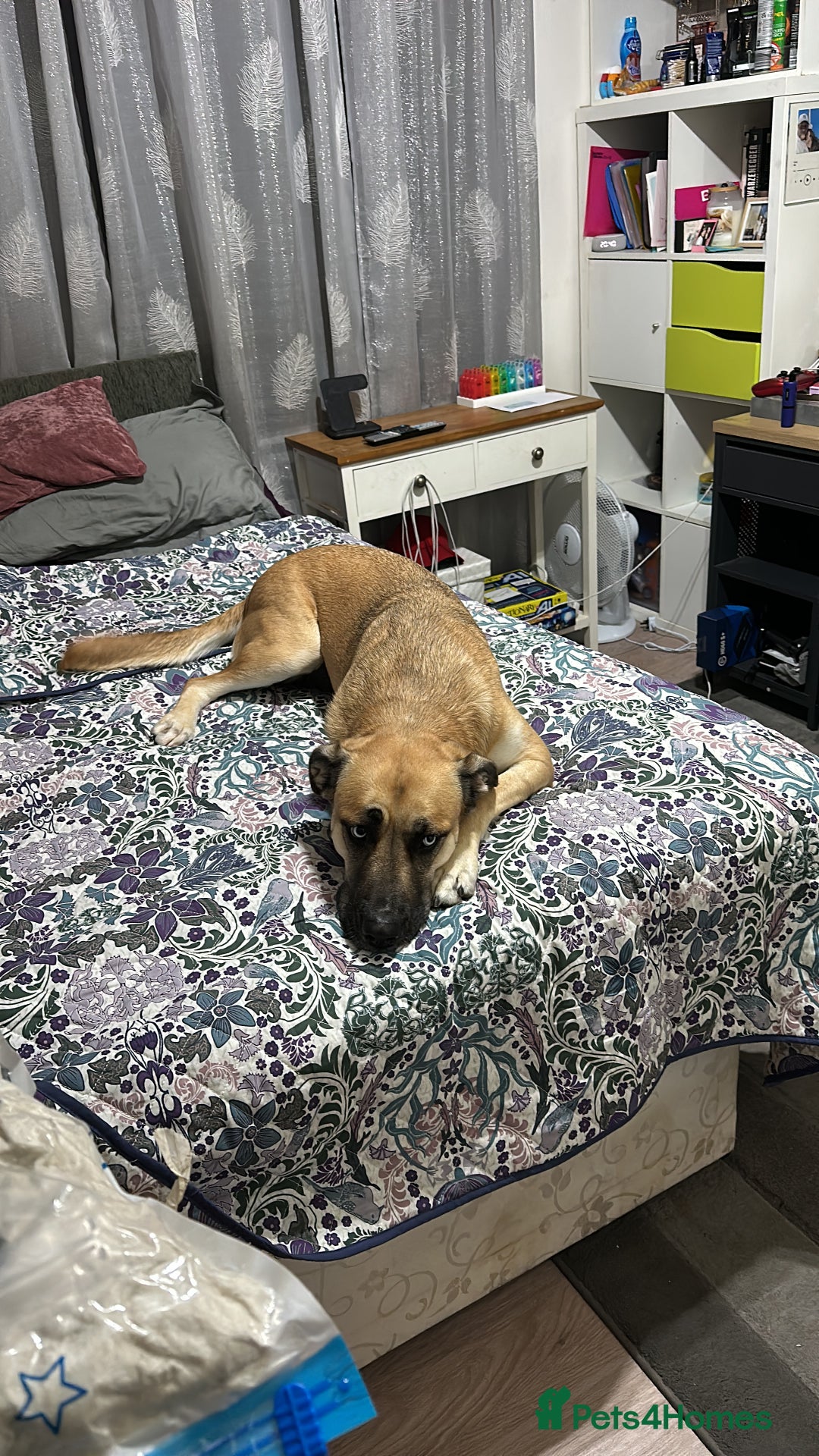 Shepsky dogs for sale: Beautiful Bitch for adoption we don’t want money - Image 17