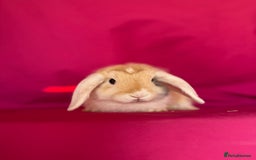 Mini Lop rabbits for sale: Two of tiny mini lop babies ready to leave now!  - Image 4