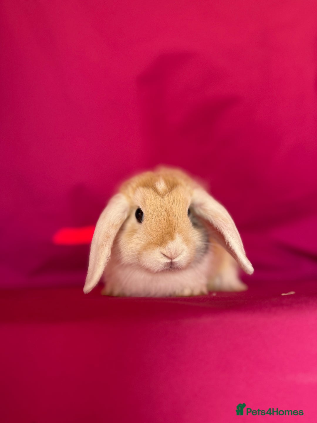 Mini Lop rabbits for sale: Two of tiny mini lop babies ready to leave now!  - Image 4