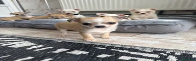Chihuahua Puppy 3