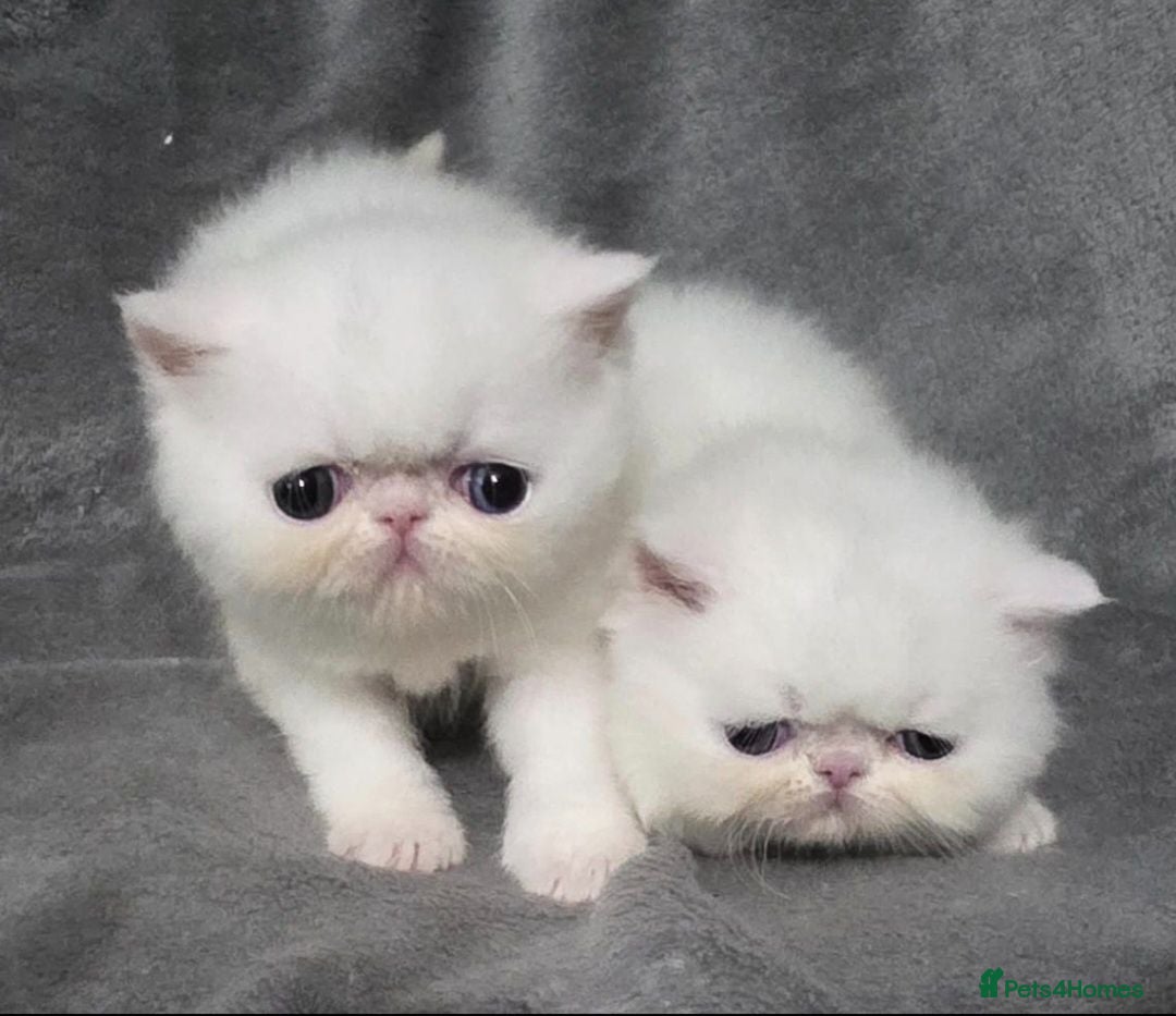 Exotic cats Exotic white shorthair persian 1 boy, 1 girl - Advert 8
