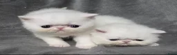 Exotic cats for sale: Exotic white shorthair persian 1 boy, 1 girl - Advert 1