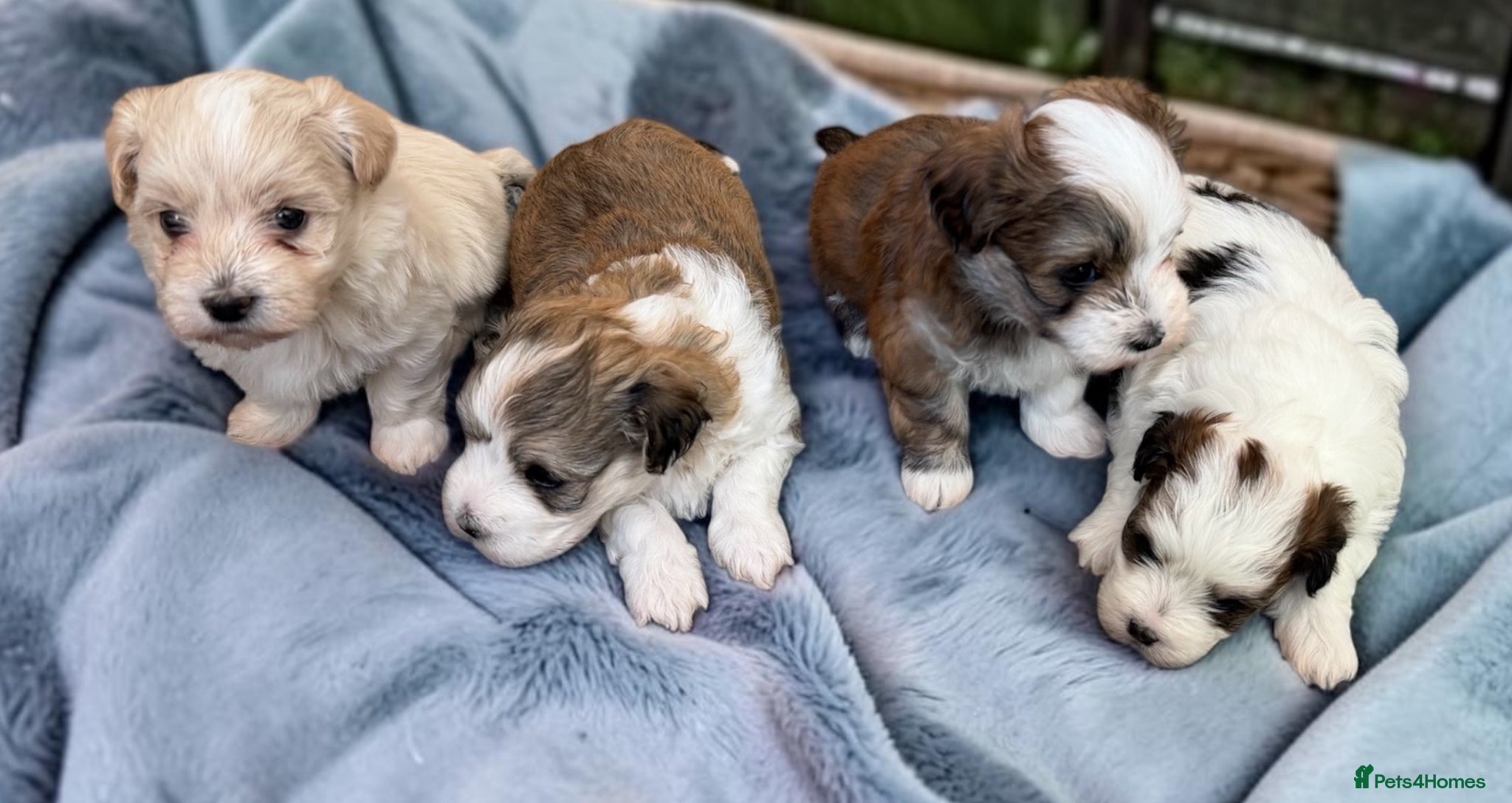 Havanese dogs Pure KC Havanese from 5 star licensed breeder  - Advert 2