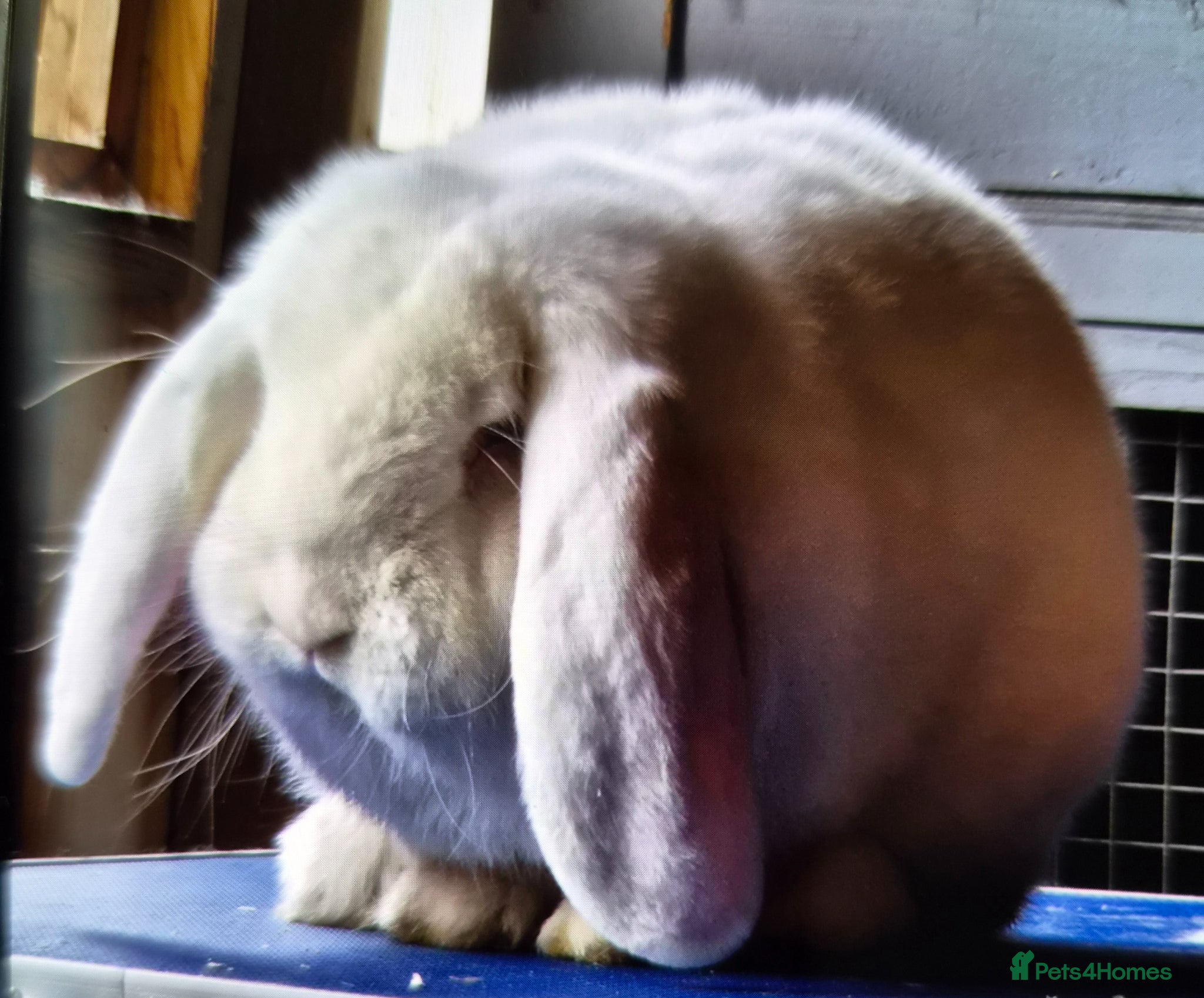 French Lop rabbits for sale: French lops  - Advert 1