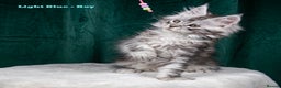 Maine Coon cats for sale: XL PEDIGREE TICA REGISTERED MAINE COON KITTENS - Advert 16