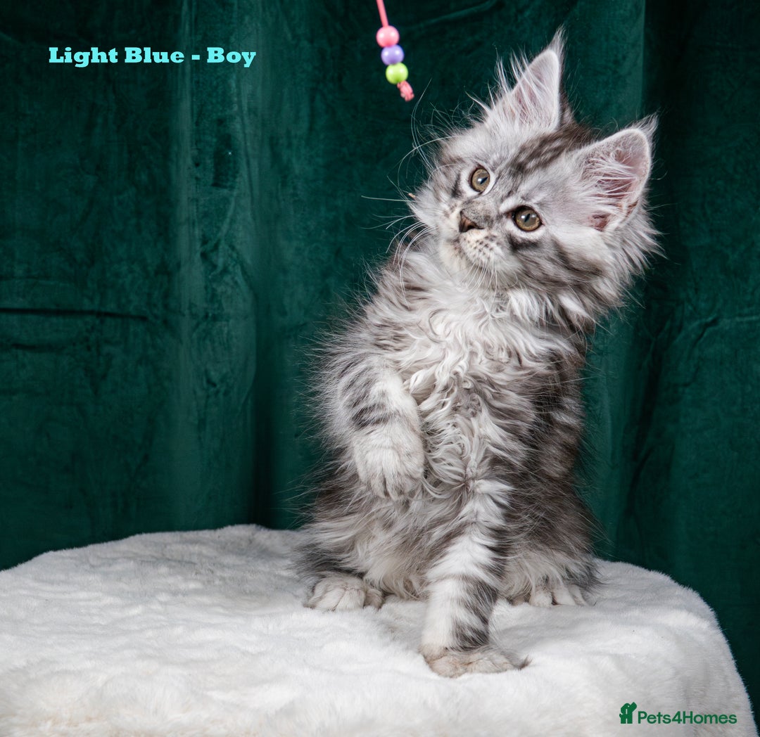 Maine Coon cats for sale: XL PEDIGREE TICA REGISTERED MAINE COON KITTENS - Advert 16